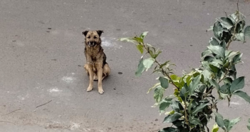 Diputada propone penas de hasta 6 años de cárcel por maltrato animal