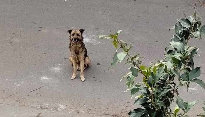 Diputada propone penas de hasta 6 años de cárcel por maltrato animal
