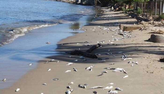 Playa Oasis en Puerto Vallarta supera niveles de enterococos