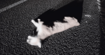 Puma encontrado sin vida en autopista Jala-Vallarta.