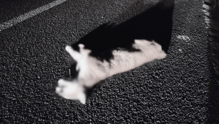 Puma encontrado sin vida en autopista Jala-Vallarta.