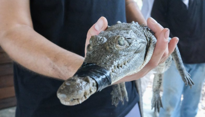 Jóvenes reforestan y aprenden sobre cocodrilos en el Estero El Salado