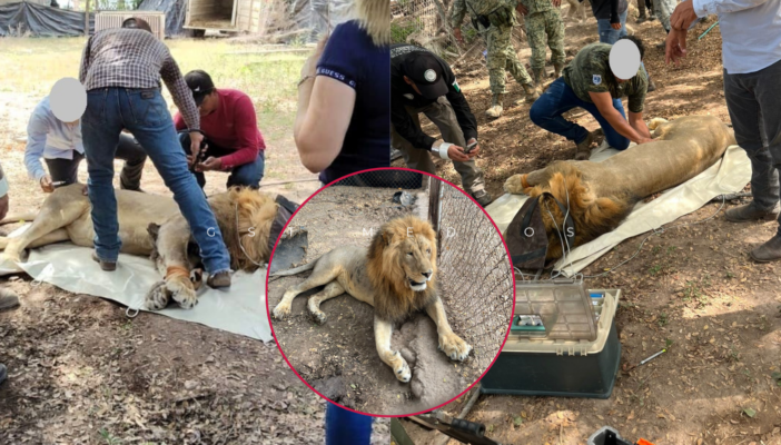 Aseguran dos leones en Nayarit gracias a un reporte ciudadano