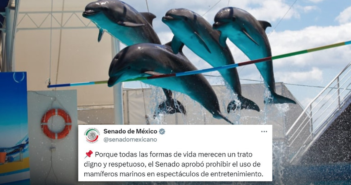 Senado avala reforma para prohibir espectáculos con mamíferos marinos