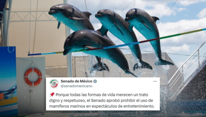 Senado avala reforma para prohibir espectáculos con mamíferos marinos