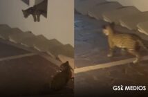 "Los jaguares no atacan a la gente": Alianza Jaguar A.C. se pronuncia tras el avistamiento de dos jaguares en Conchas Chinas