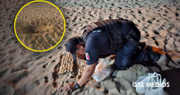 Más de 15 nidos de tortuga recuperados en playas de Puerto Vallarta