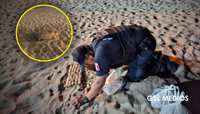 Más de 15 nidos de tortuga recuperados en playas de Puerto Vallarta