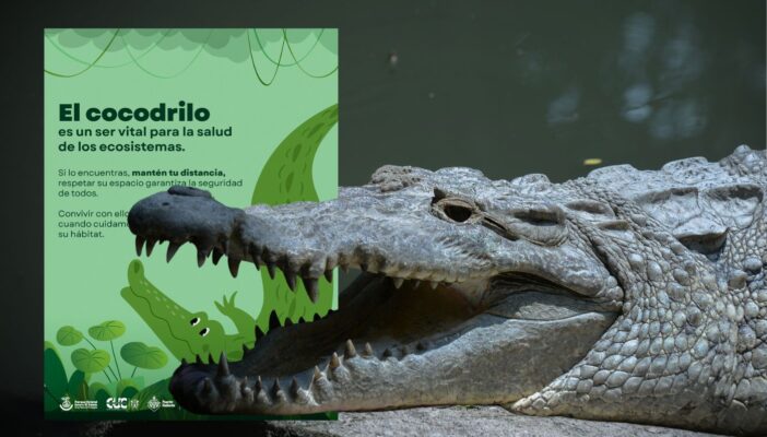 Puerto Vallarta refuerza convivencia segura con cocodrilos de río