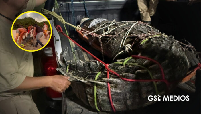 Capturan a cocodrilo de más de 4 metros en Lo de Marcos