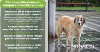 Durante la temporada de lluvias, invitan a proteger a perros y gatos