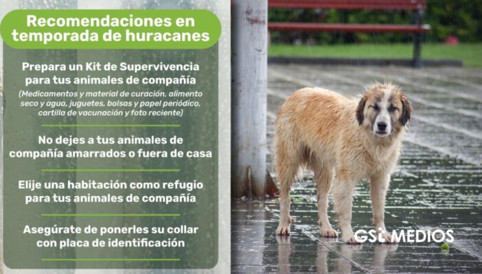 Durante la temporada de lluvias, invitan a proteger a perros y gatos
