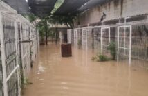 Refugio de aves en Mojoneras resulta afectado por las lluvias; las aves se encuentran a salvo