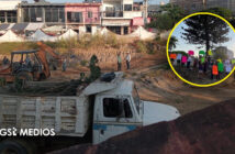 Organización ambiental condena tala de pino centenario en Bucerías