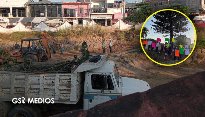 Organización ambiental condena tala de pino centenario en Bucerías