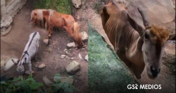 Zoológico de Puerto Vallarta enfrenta nuevas denuncias por maltrato y abandono de animales