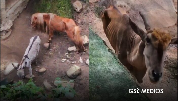 Zoológico de Puerto Vallarta enfrenta nuevas denuncias por maltrato y abandono de animales