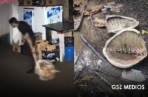 Levantan denuncia ante PROFEPA por tortugas asesinadas en Boca de Tomates