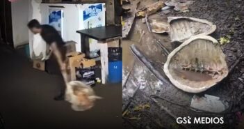 Levantan denuncia ante PROFEPA por tortugas asesinadas en Boca de Tomates