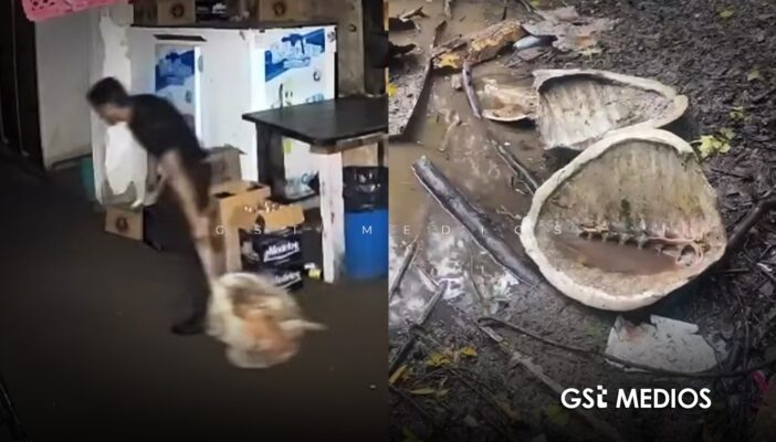 Levantan denuncia ante PROFEPA por tortugas asesinadas en Boca de Tomates