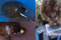 Encuentran ejemplar de tortuga Casquito; PROFEPA ya la ha resguardado
