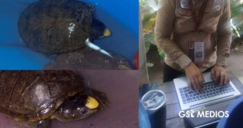 Encuentran ejemplar de tortuga Casquito; PROFEPA ya la ha resguardado