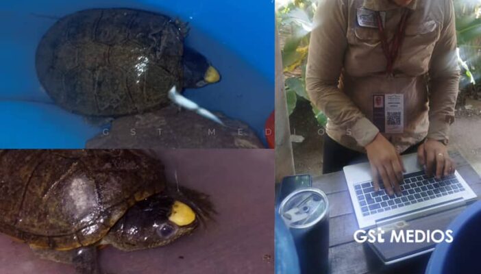 Encuentran ejemplar de tortuga Casquito; PROFEPA ya la ha resguardado