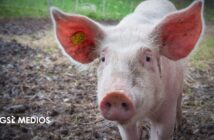 Impulsan creación de Comisión de Bienestar Animal en el Congreso