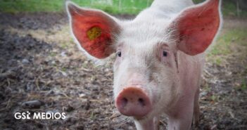 Impulsan creación de Comisión de Bienestar Animal en el Congreso