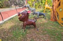 Osos desnutridos generan polémica por millonario gasto en Tepic