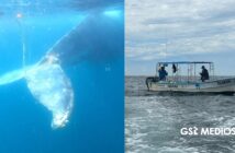 Liberan a ballena jorobada enmallada tras dos días de búsqueda en el Pacífico mexicano