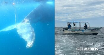 Liberan a ballena jorobada enmallada tras dos días de búsqueda en el Pacífico mexicano