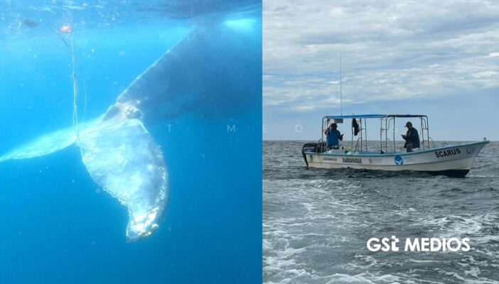 Liberan a ballena jorobada enmallada tras dos días de búsqueda en el Pacífico mexicano
