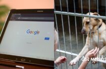 Aprueban en cabildo crear página web para promover adopción de perros y gatos del Centro de Bienestar Animal