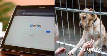 Aprueban en cabildo crear página web para promover adopción de perros y gatos del Centro de Bienestar Animal