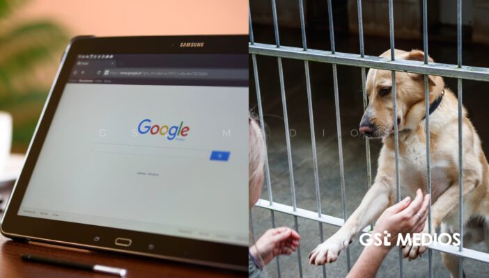 Aprueban en cabildo crear página web para promover adopción de perros y gatos del Centro de Bienestar Animal