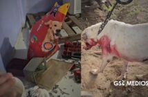 Albergue animal en Acapulco es saqueado; dejan sin alimento a más de 60 perros