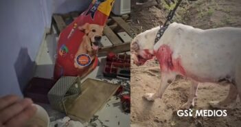 Albergue animal en Acapulco es saqueado; dejan sin alimento a más de 60 perros