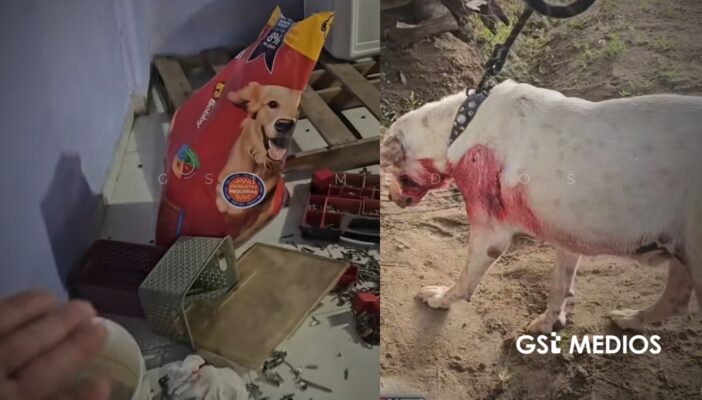 Albergue animal en Acapulco es saqueado; dejan sin alimento a más de 60 perros
