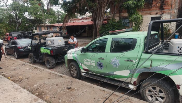 Bienestar Animal resguarda a perros y cachorros tras denuncias por maltrato