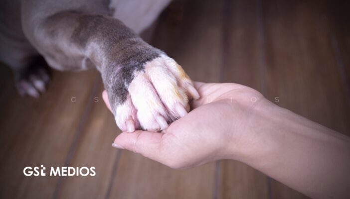 Senado aprueba reforma que reconoce a los animales como seres sintientes