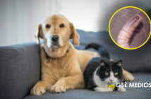 Casos de gusano Barrenador han llegado a animales domésticos