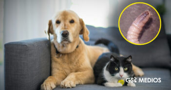 Casos de gusano Barrenador han llegado a animales domésticos