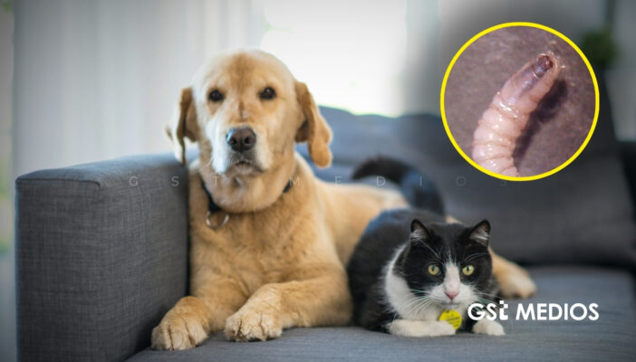 Casos de gusano Barrenador han llegado a animales domésticos