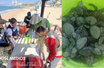 Marina rescata 62 tortugas marinas en Playa Flamingos en Puerto Vallarta