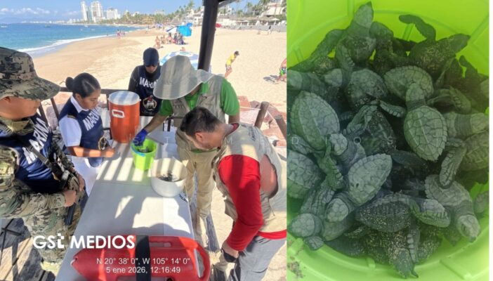 Marina rescata 62 tortugas marinas en Playa Flamingos en Puerto Vallarta