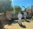 Atienden enjambre de abejas en la colonia La Morada