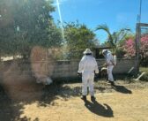 Atienden enjambre de abejas en la colonia La Morada