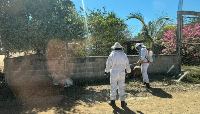 Atienden enjambre de abejas en la colonia La Morada