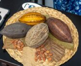 Puerto Vallarta será sede del Festival del Cacao y Chocolate